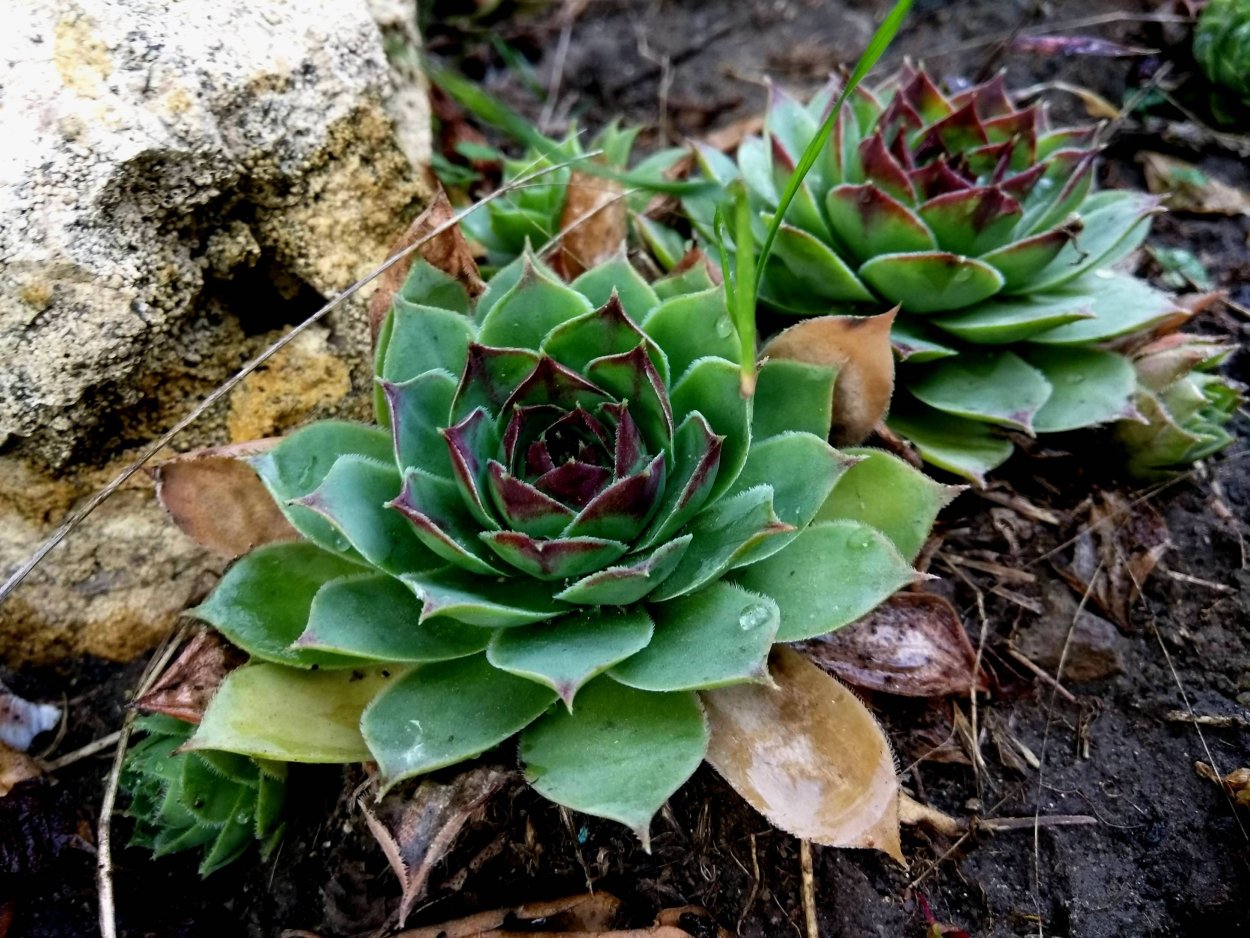 Эхеверия и молодило