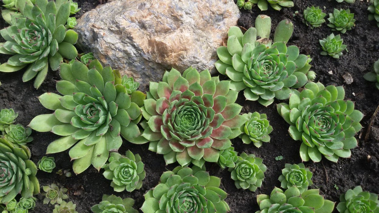 Молодило махогани