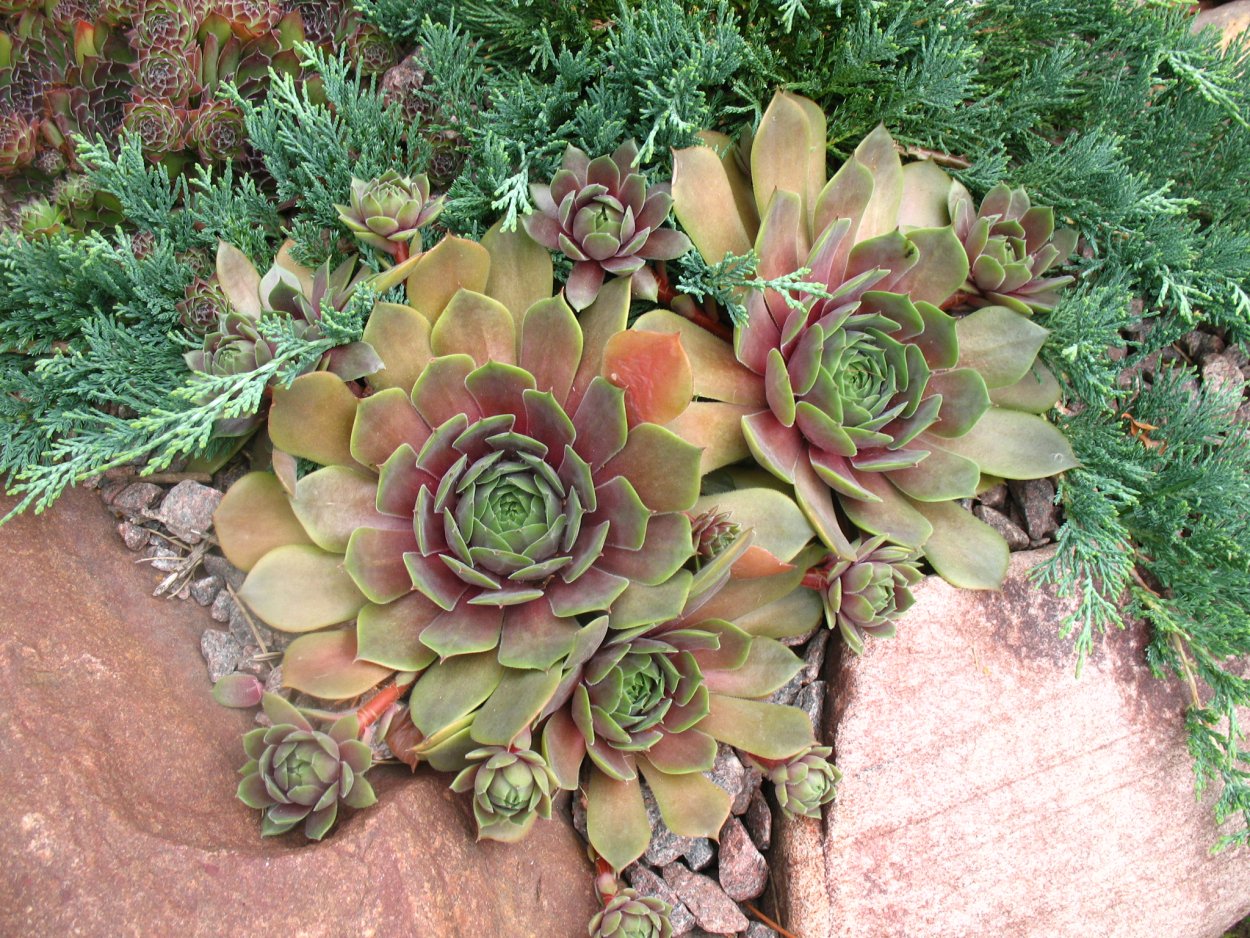 Седум Очиток каменная роза