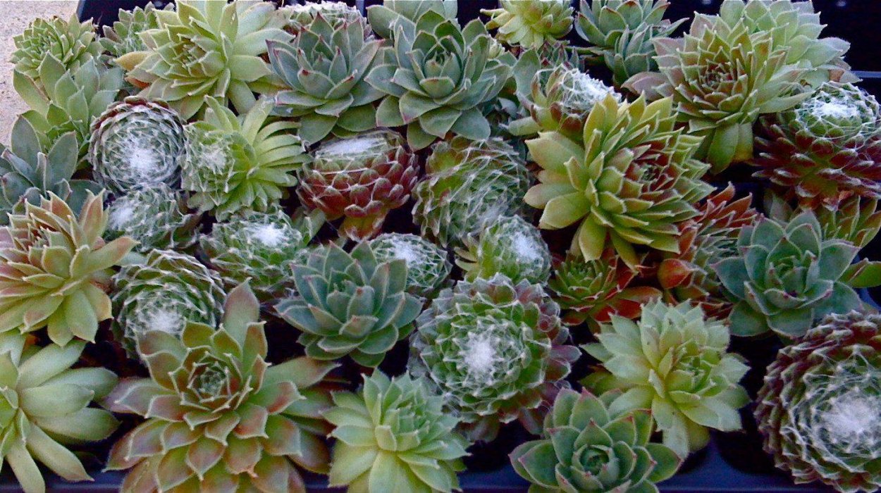 Молодило Sempervivum Cassiopea