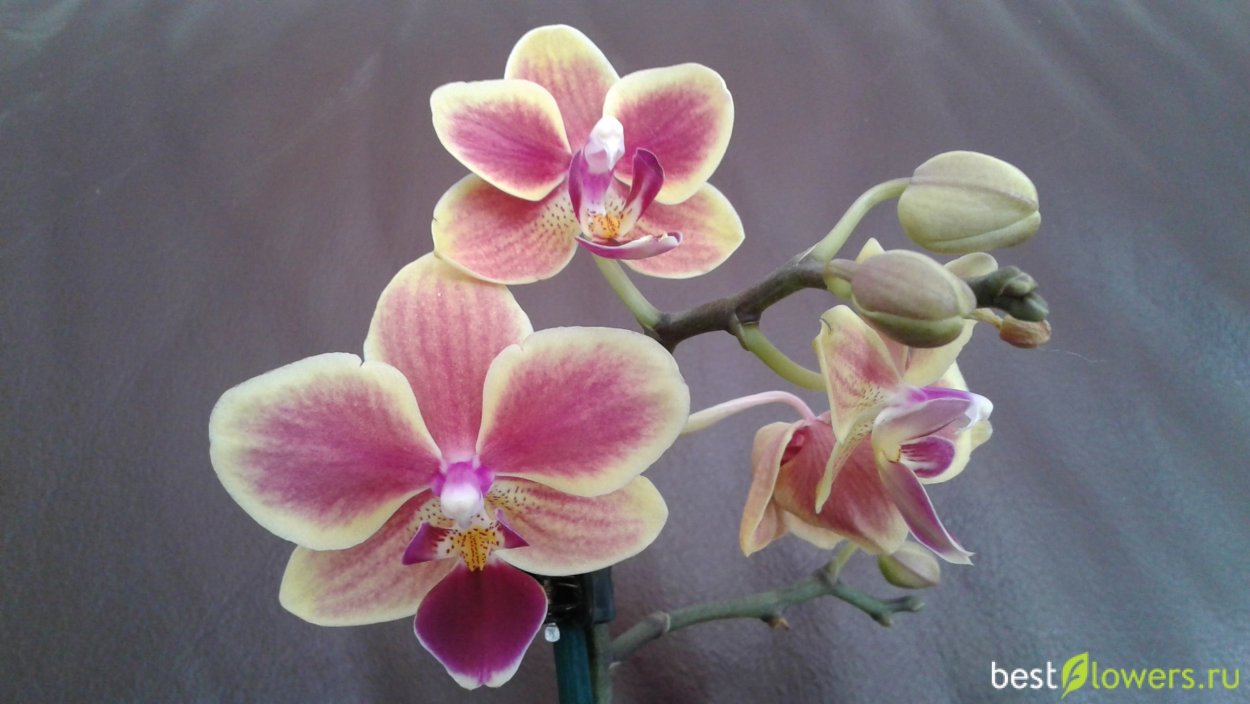 Сого готрис орхидея