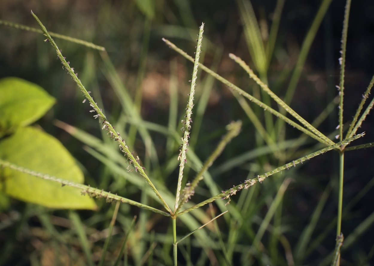 Свинорой (Cynodon dactylon).