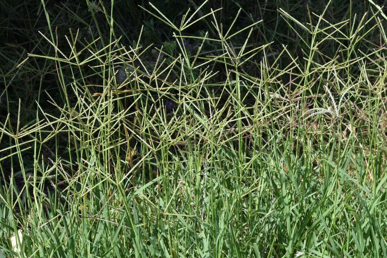 Cynodon dactylon растение