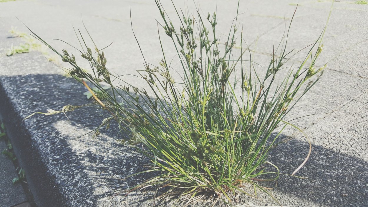 Свинорой пальчатый сорняк