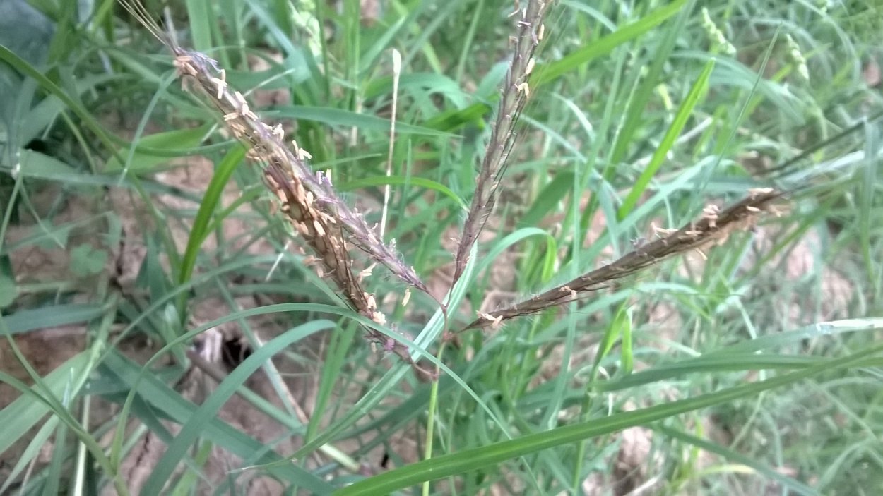 Пырей ползучий корневище