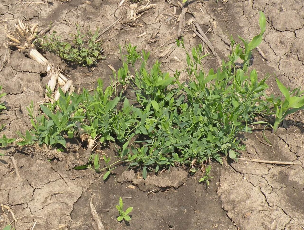 Пырей ползучий