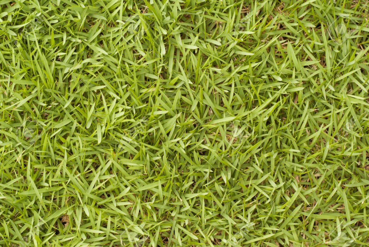 Пырей ползучий (Elymus repens)