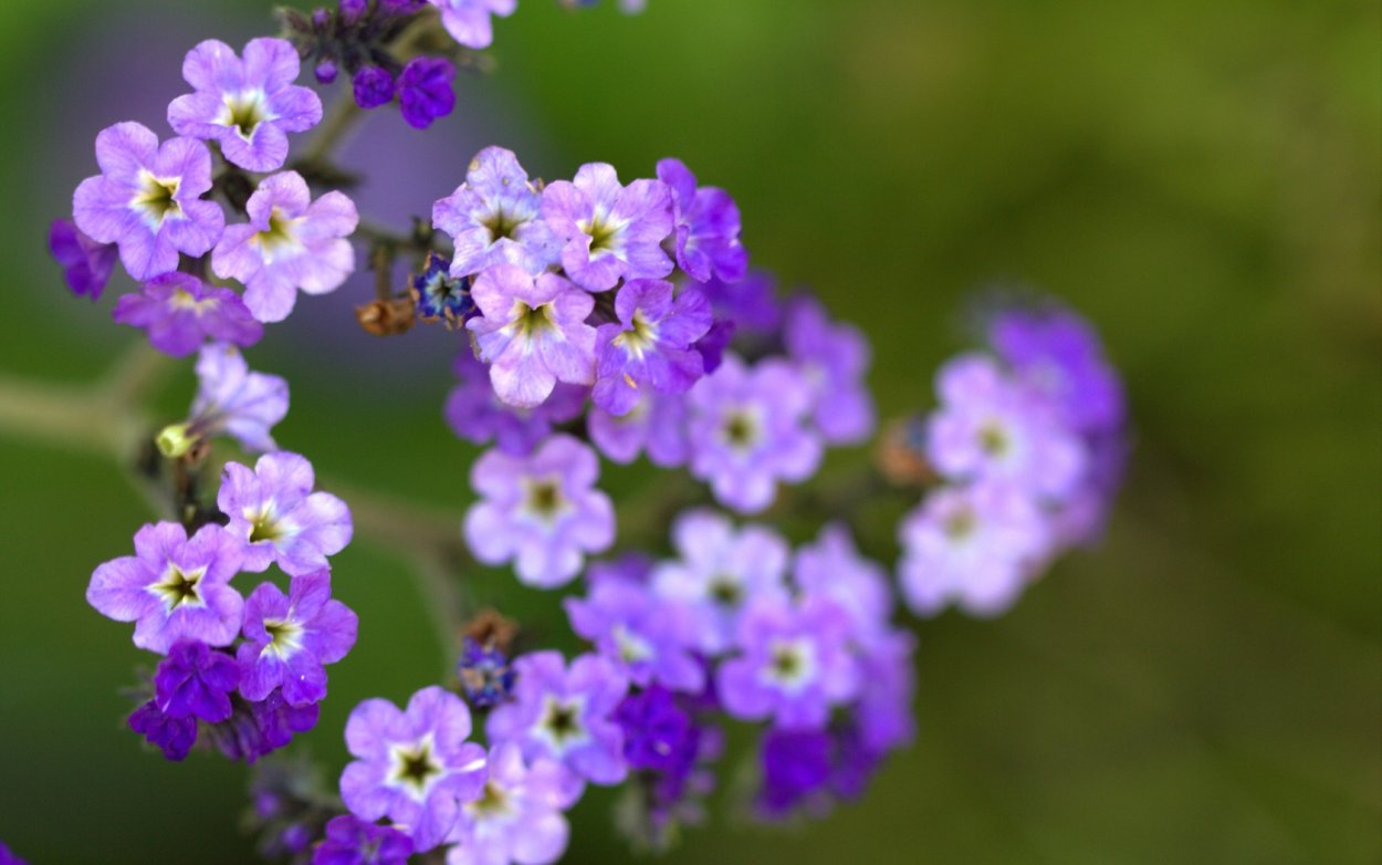 Сиреневые цветы