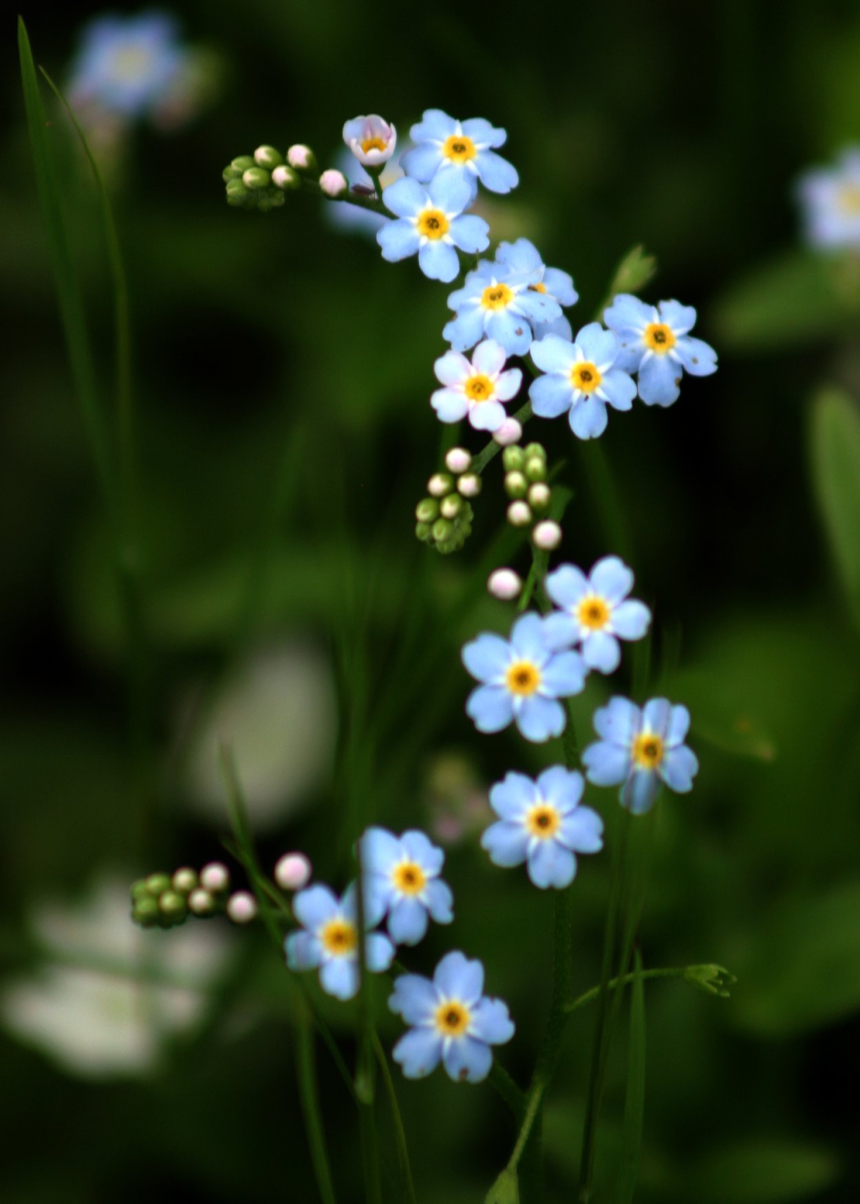Цветок Myosotis alpestris,