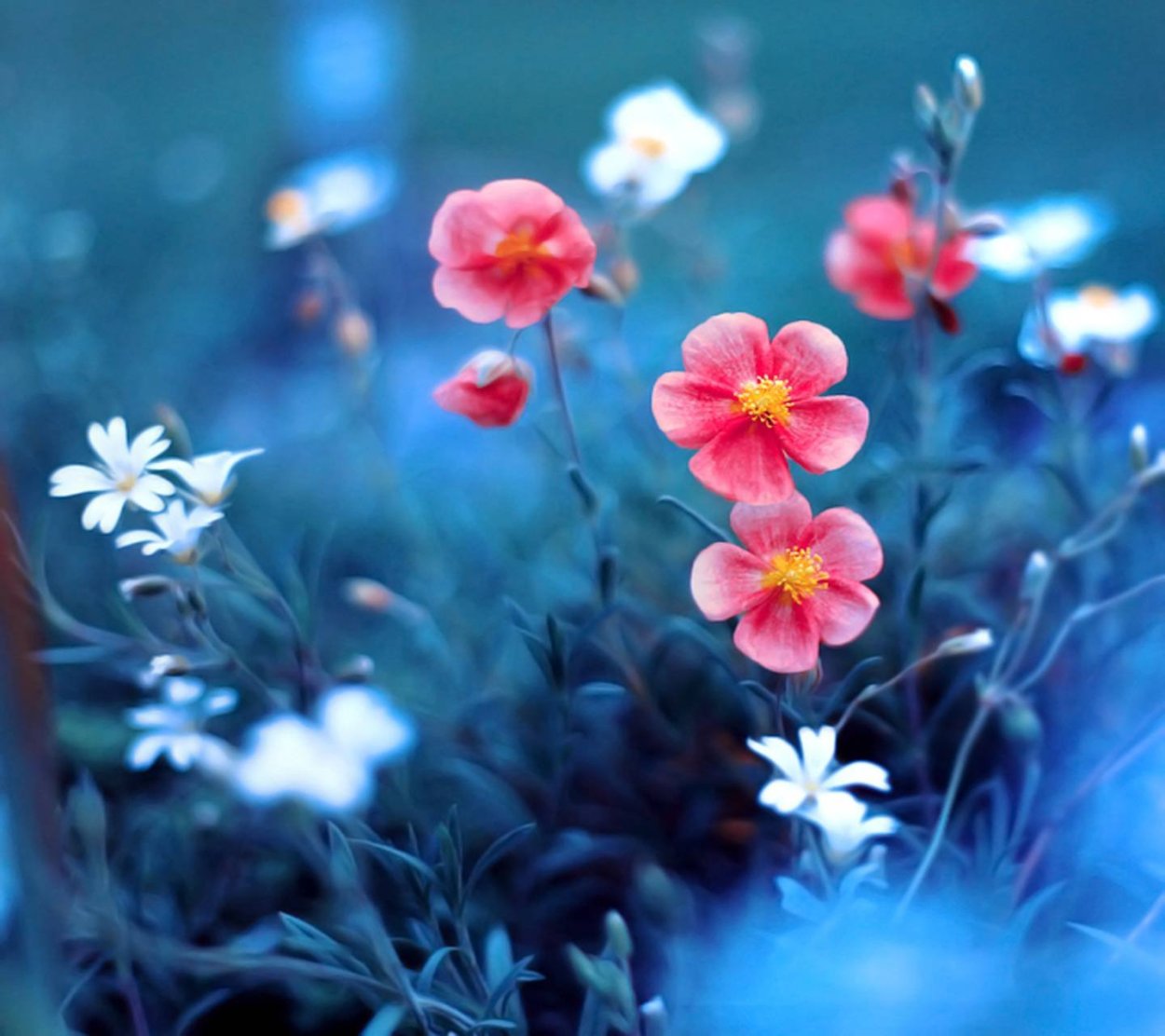 Розово голубые цветы