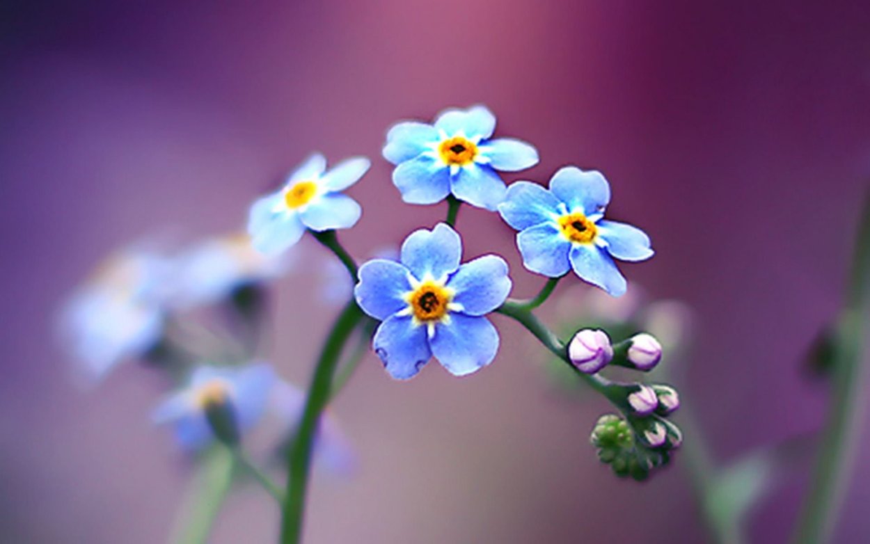 Незабудка Попова