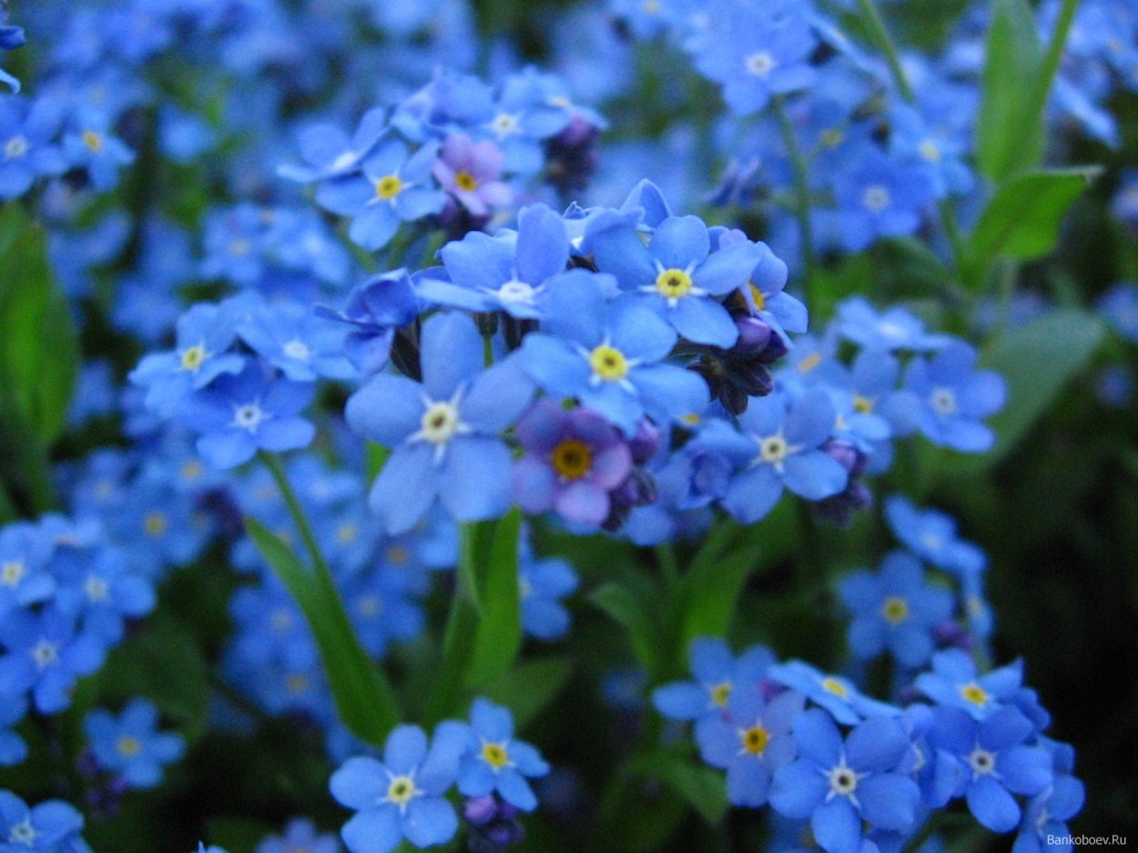 Незабудка Альпийская смесь