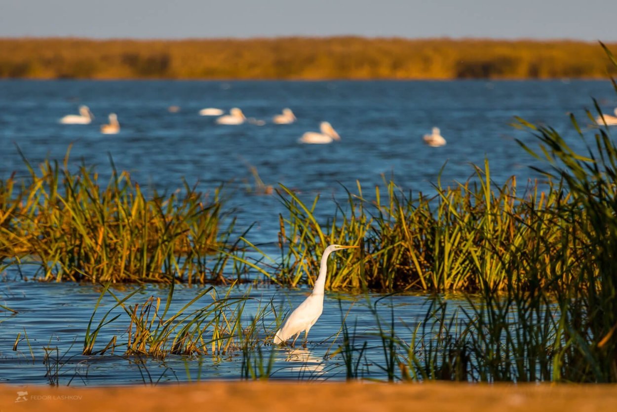 Обитатели озера Байкал