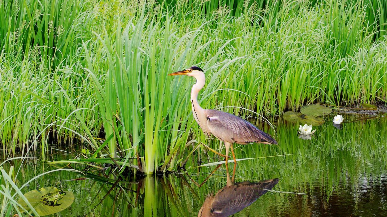 Водоемы и их обитатели
