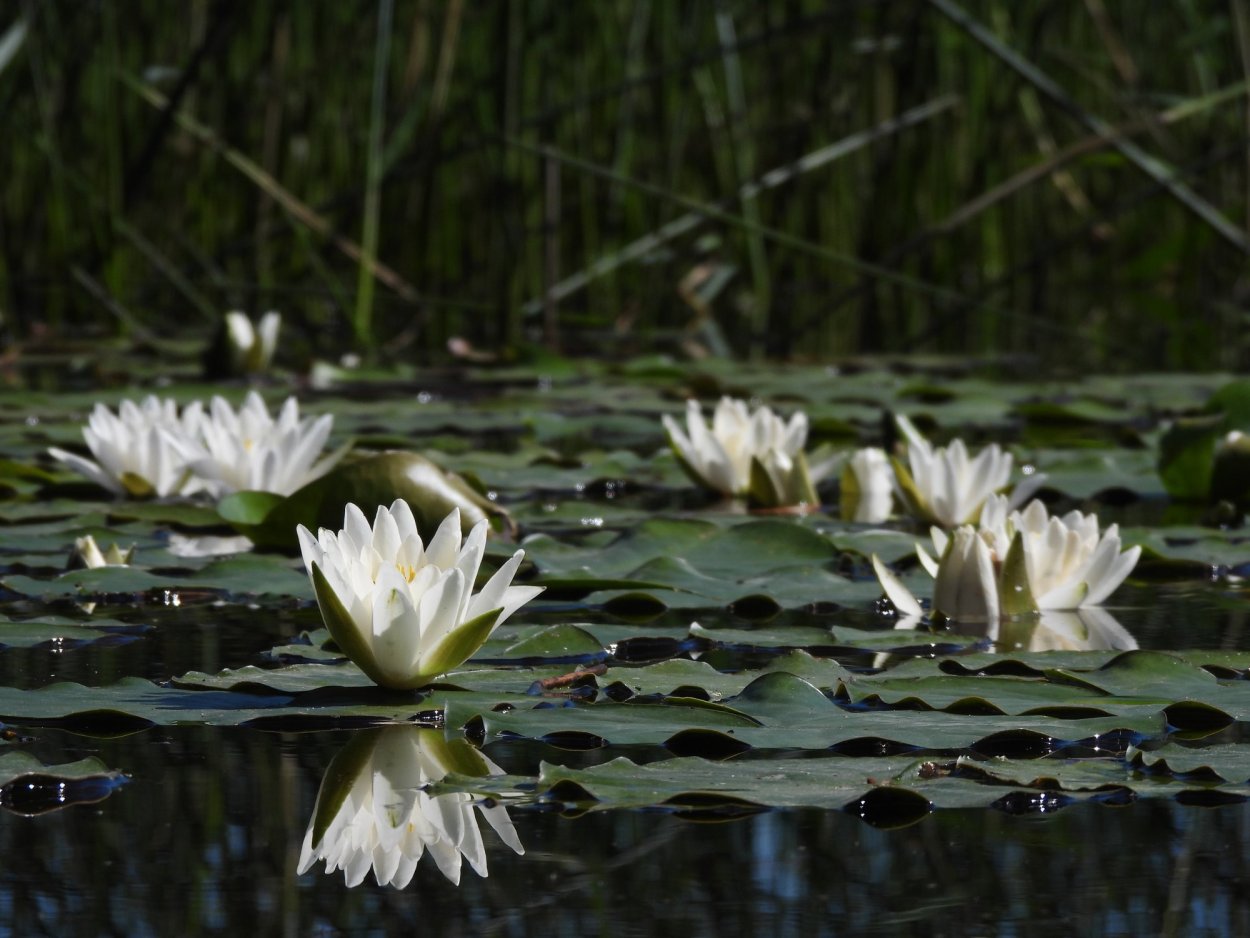 Кувшинка белоснежная Марий Эл