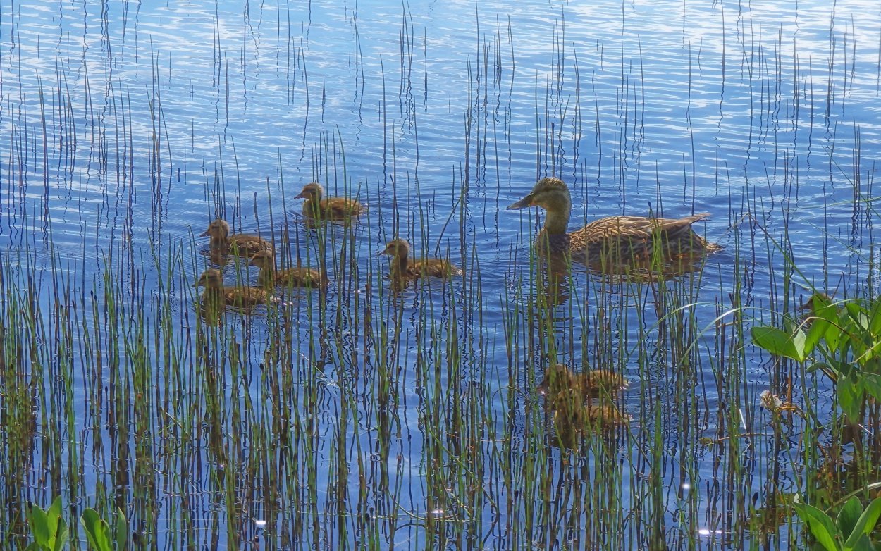 Растения и животные озера