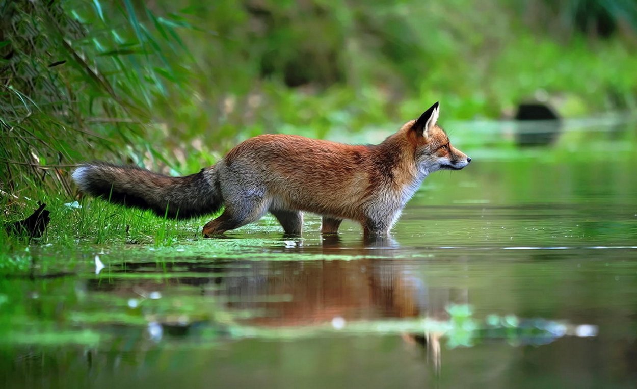 Озера реки пруды водоемы