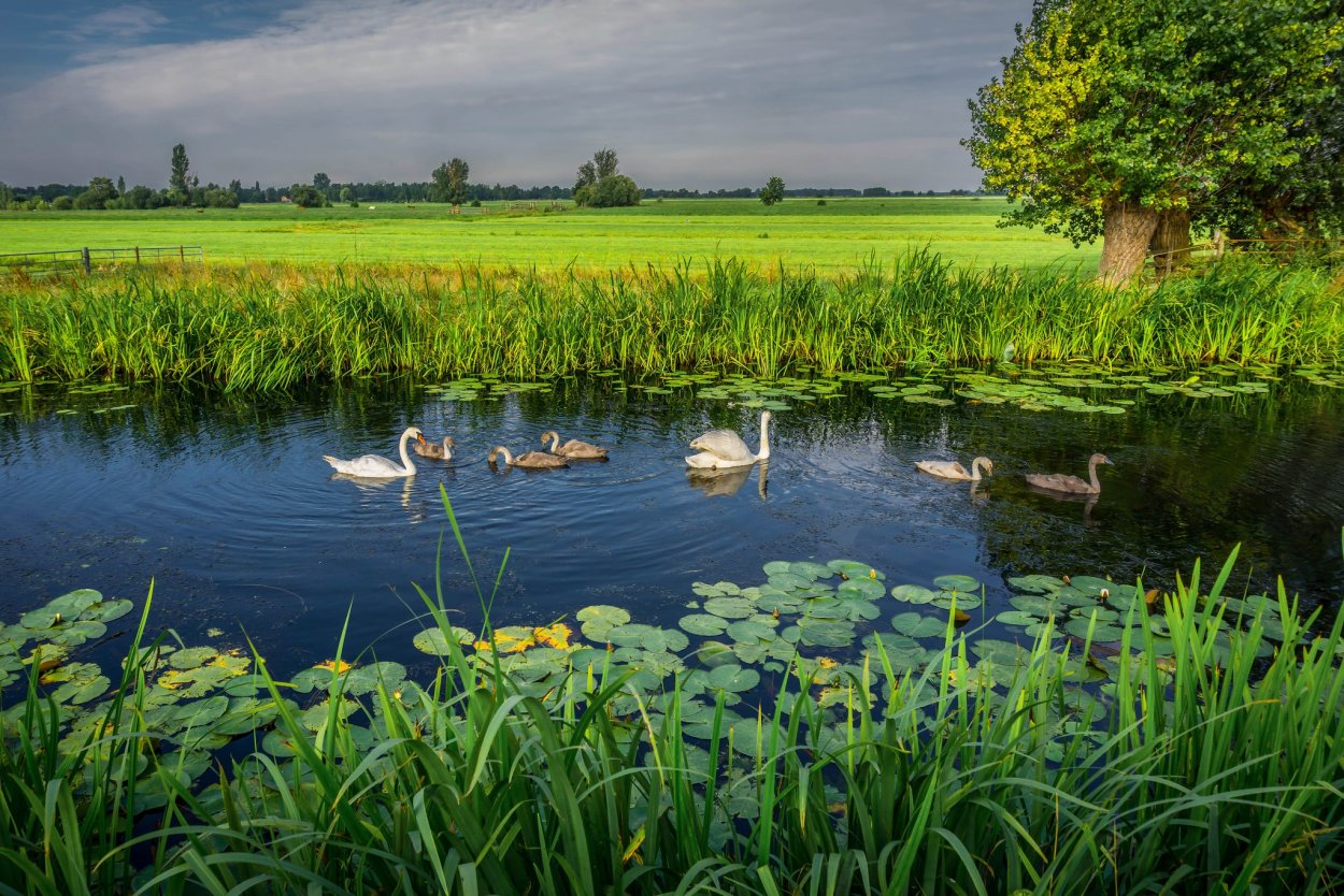 Икорец река Воронежская кувшинки
