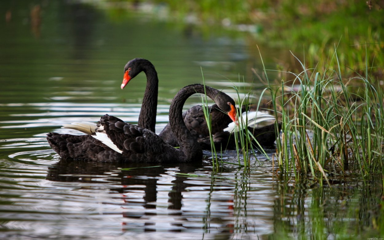 Река Кичера