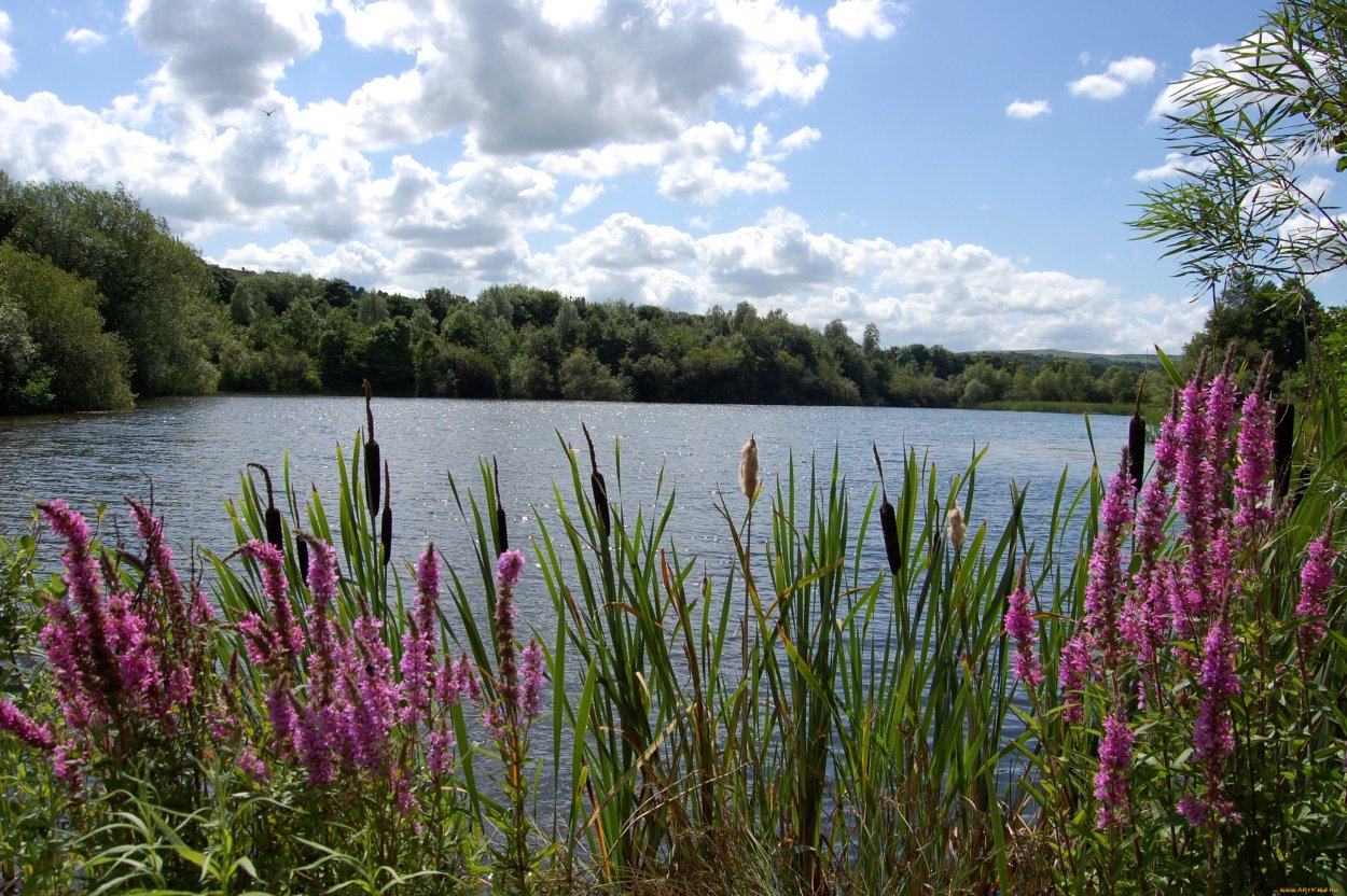 Озеро с утками