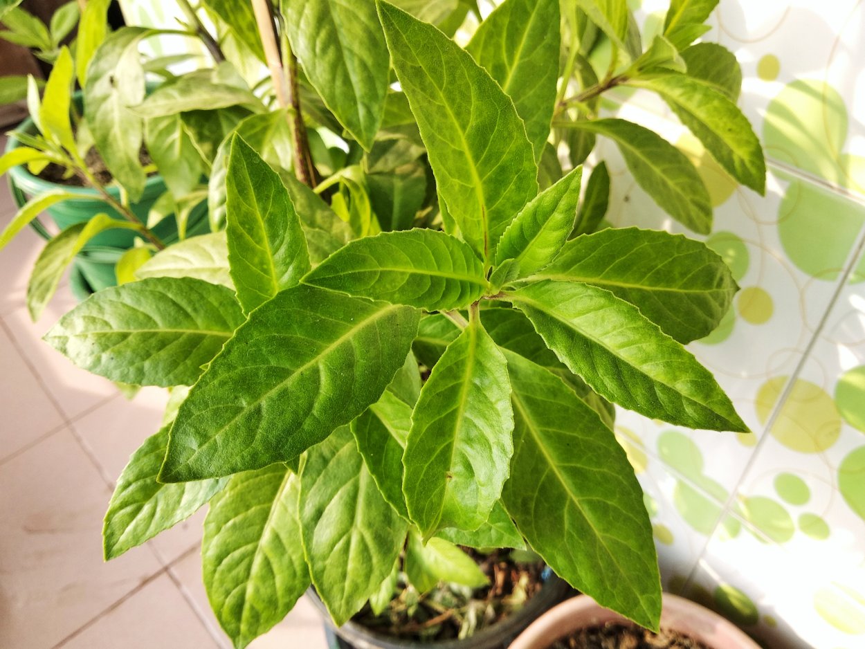 Гинура Прокумбенс