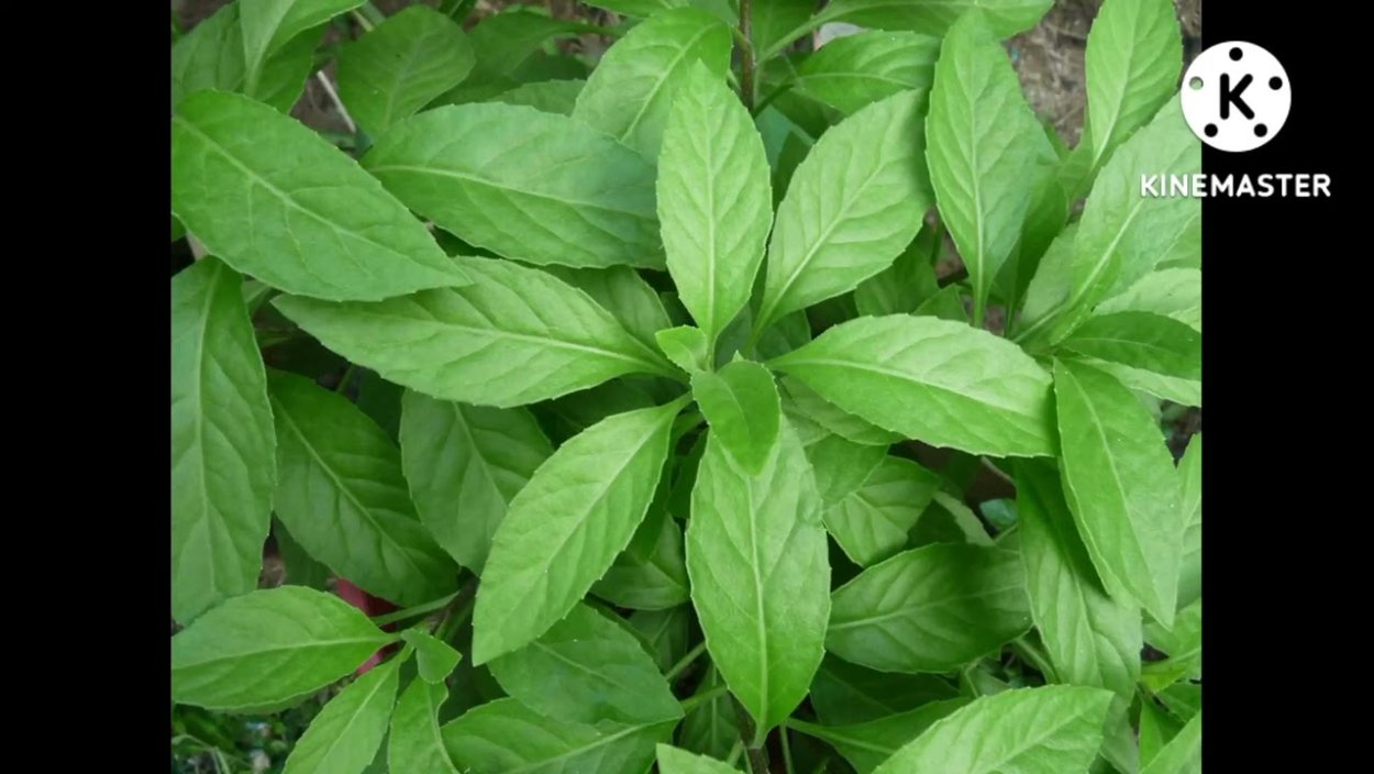 Гинура Прокумбенс