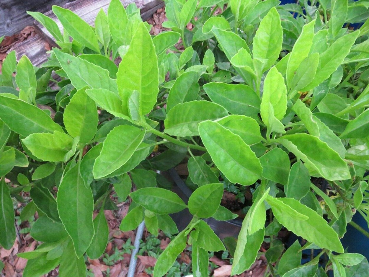 Листья Бога растение