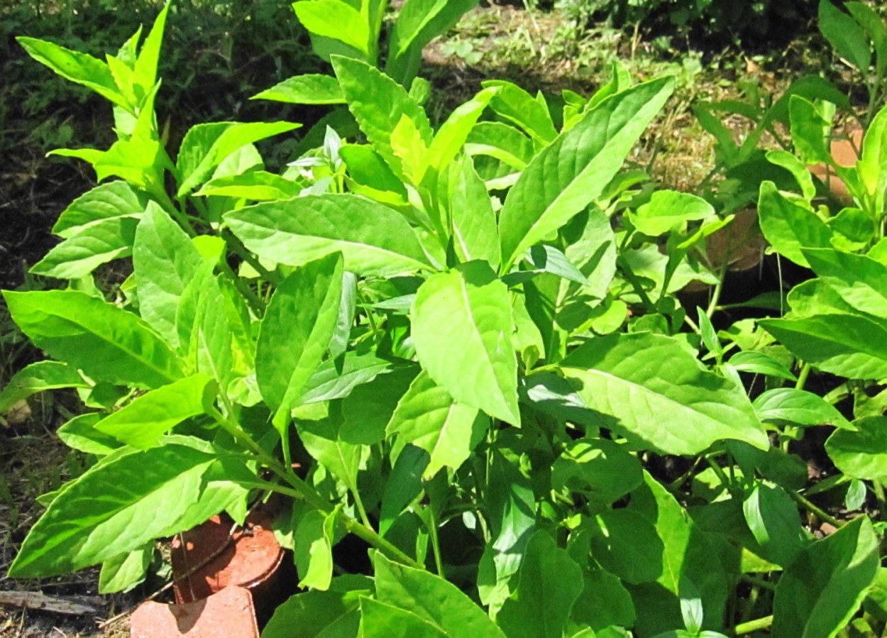 Гинура (Джинура) распростёртая