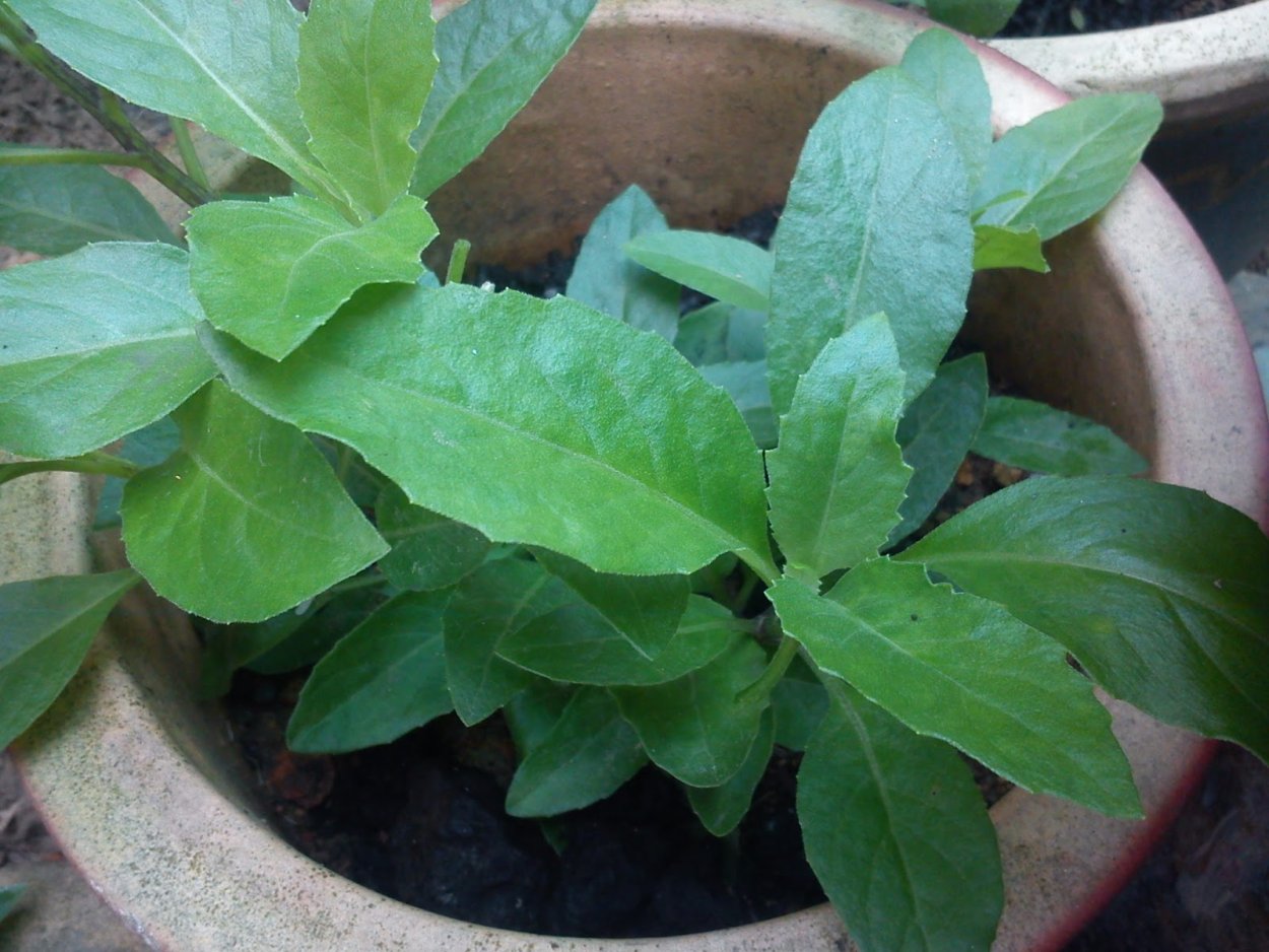 Традесканция гинура