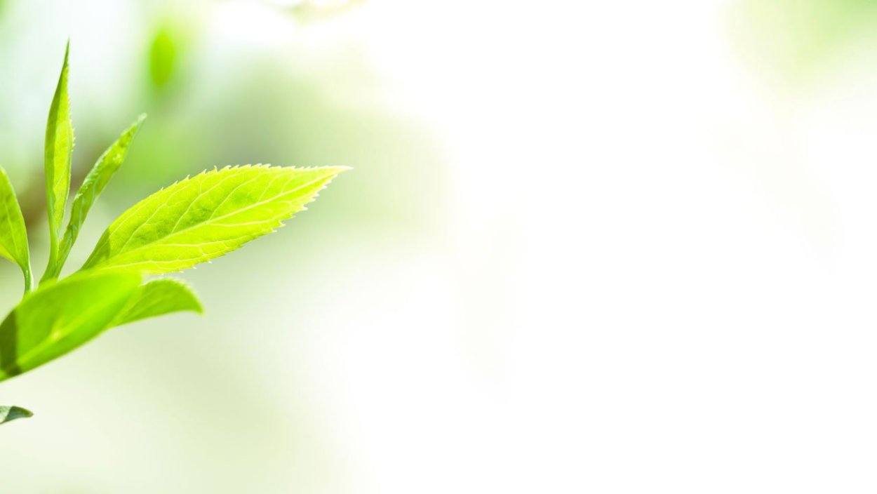 Чай из листьев Джинуры купить