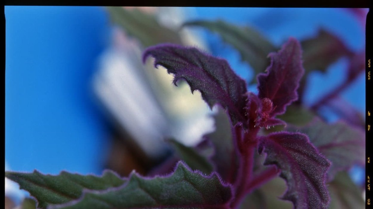 Гинура Прокумбенс