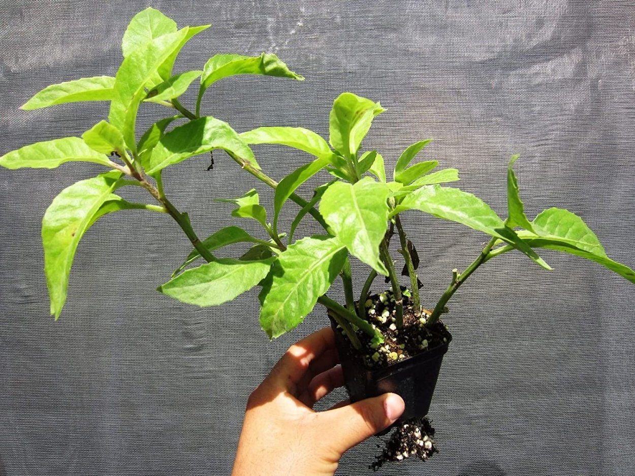 Роза Джинура