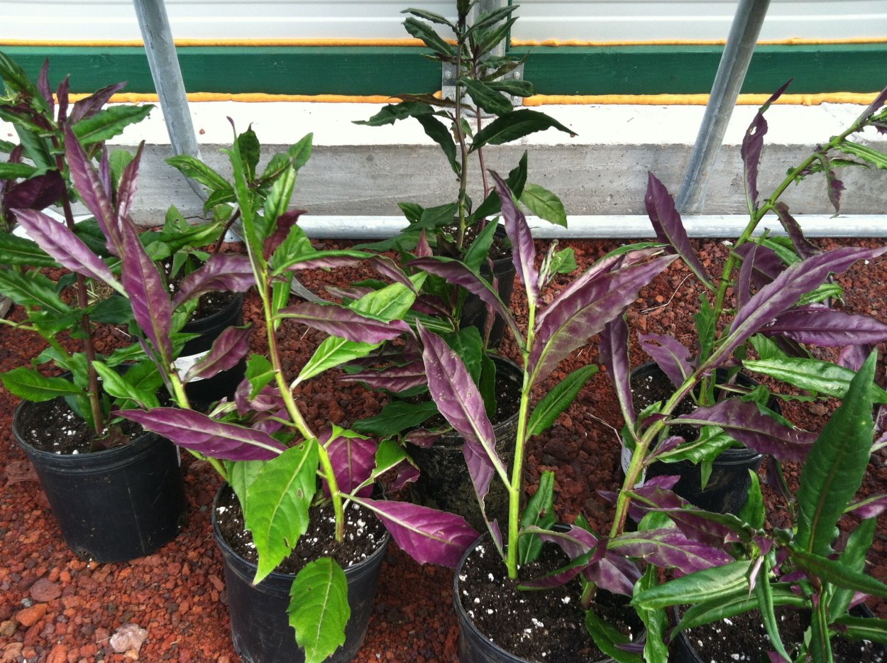 Джинура растение