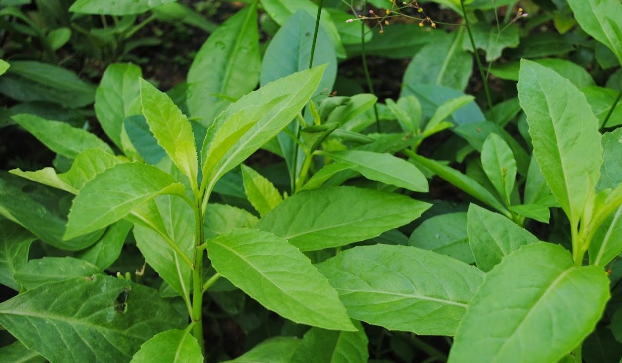 Шпинат Джинура польза