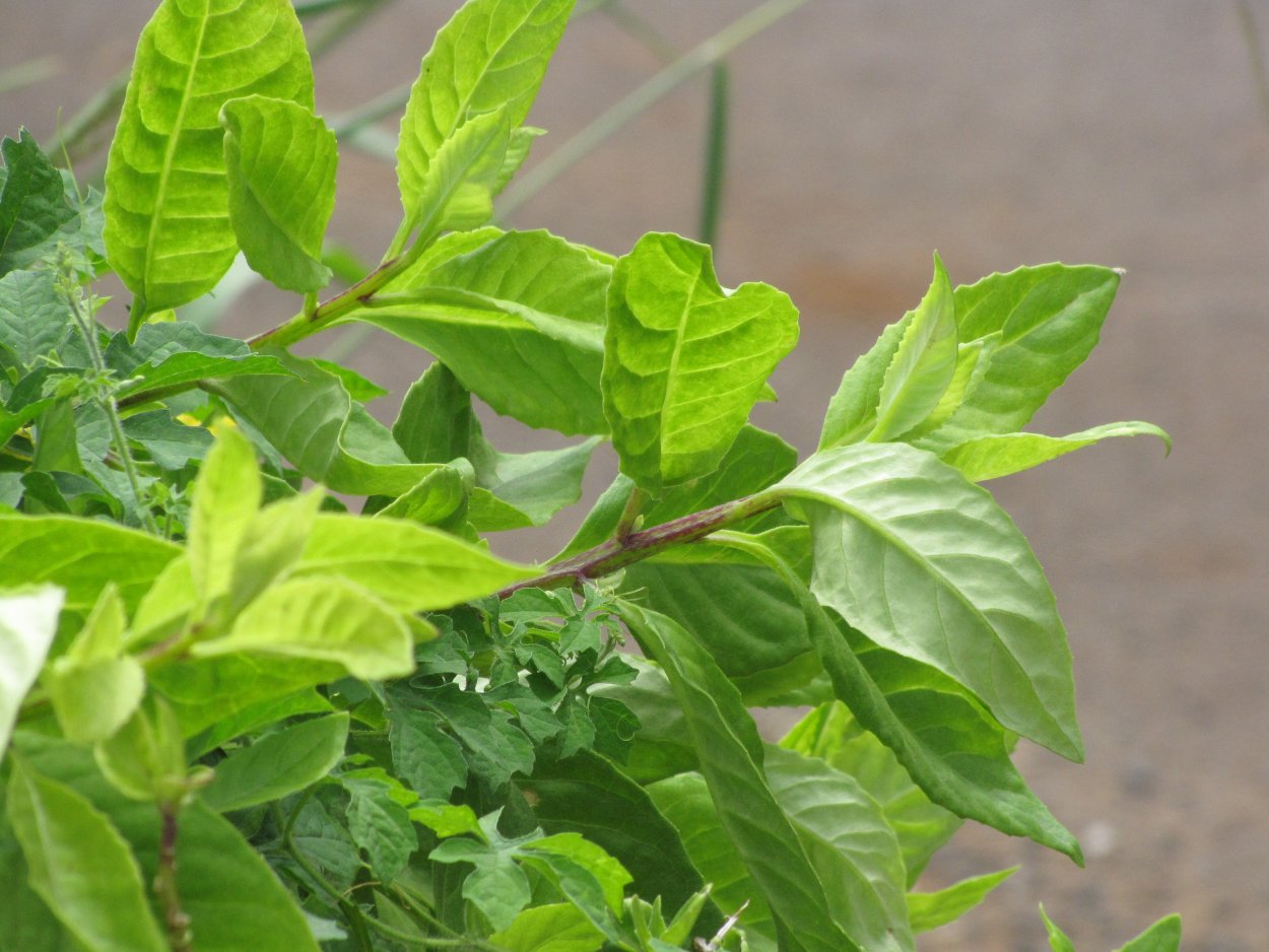 Гинура оксалис