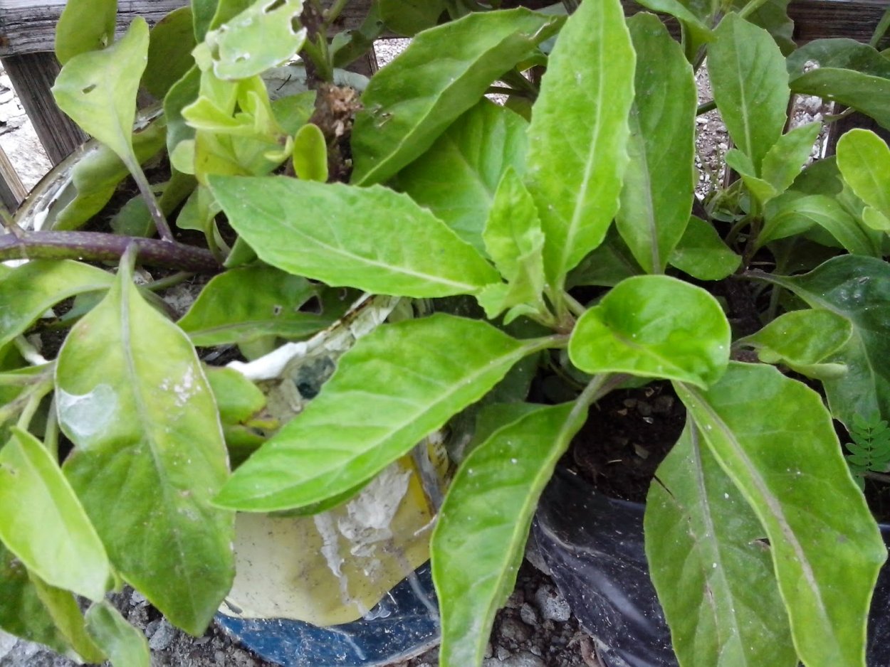 Гинура Прокумбенс