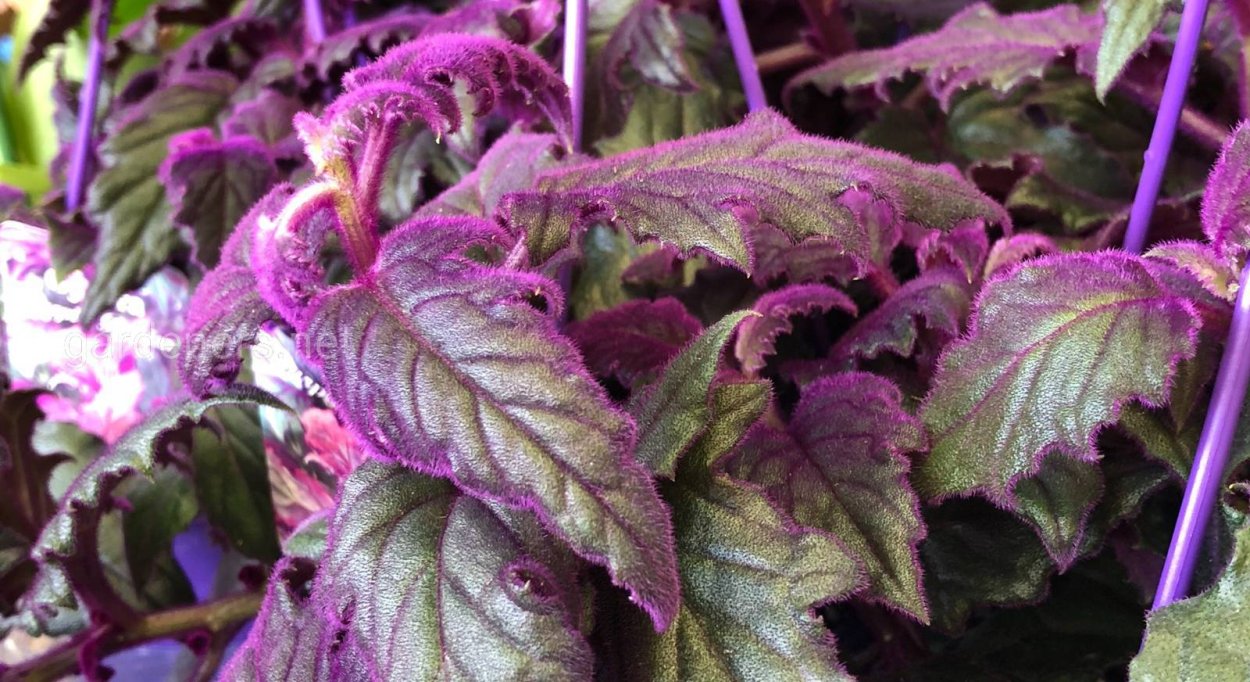 Гинура Прокумбенс