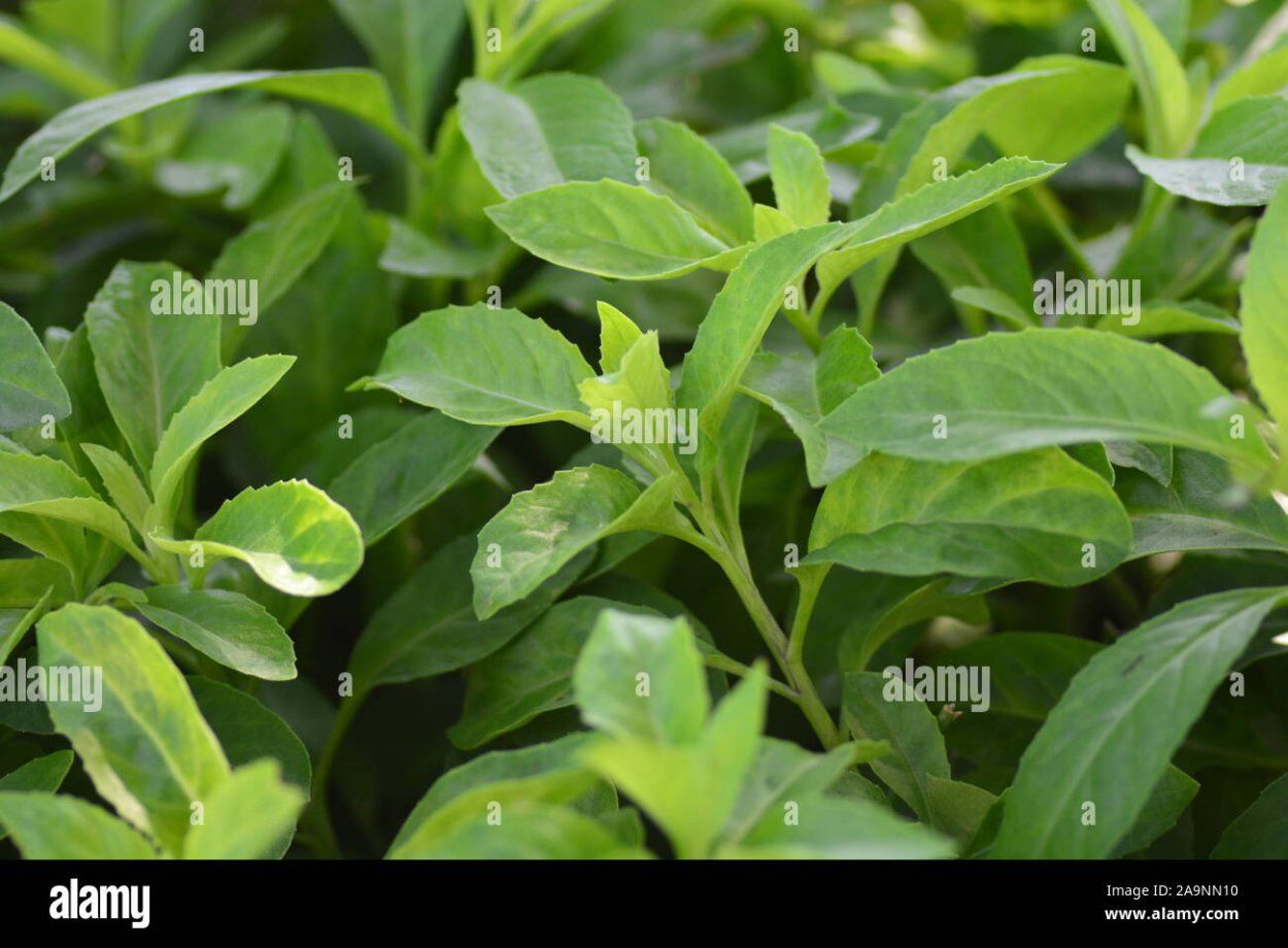 Джинури растение