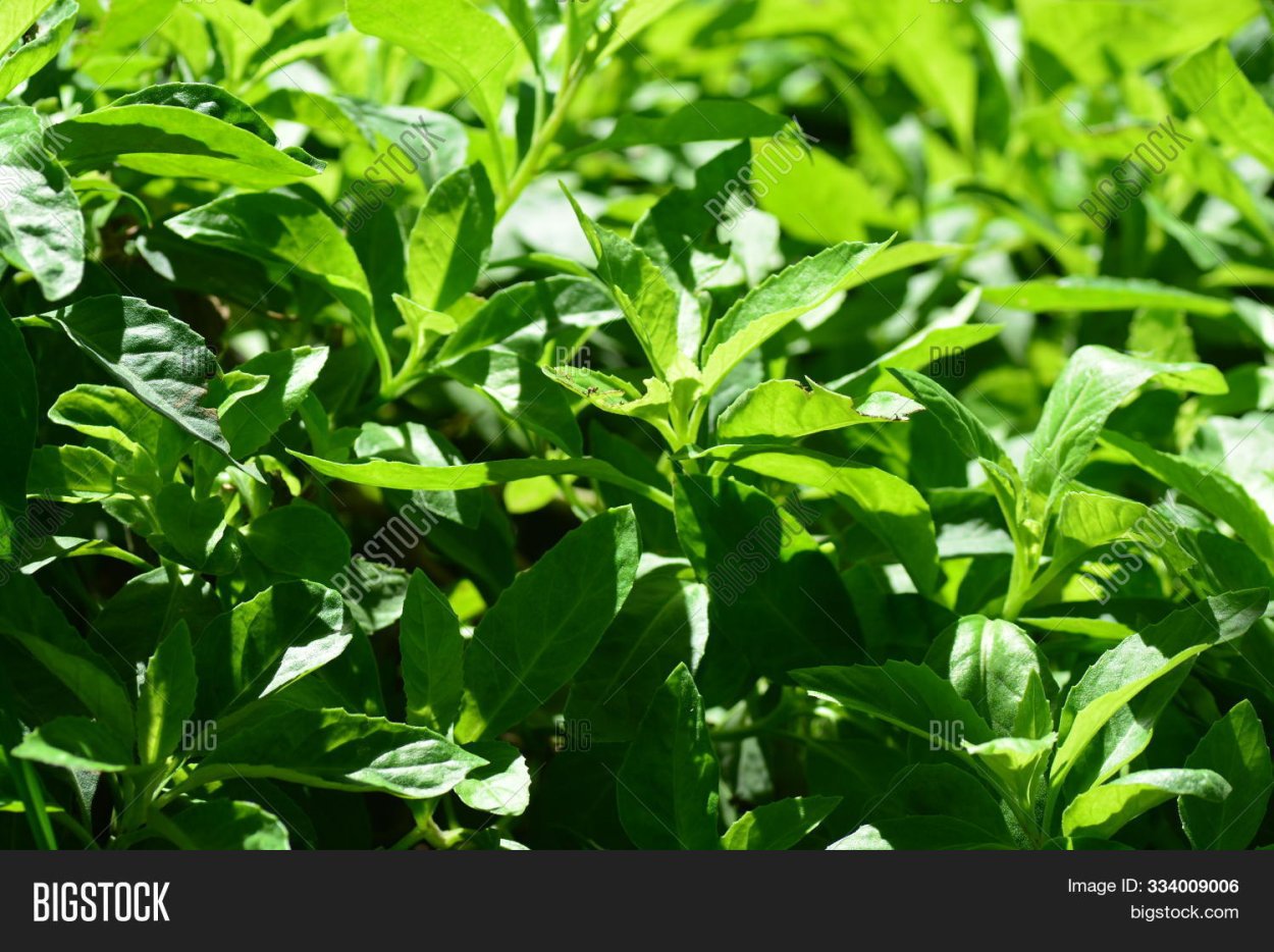 Шпинат Джинура