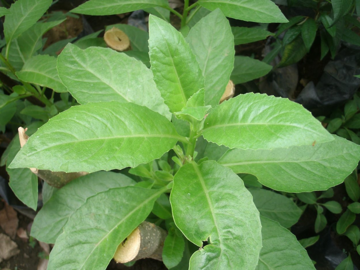 Джинура Прокумбенс (Gynura procumbens)