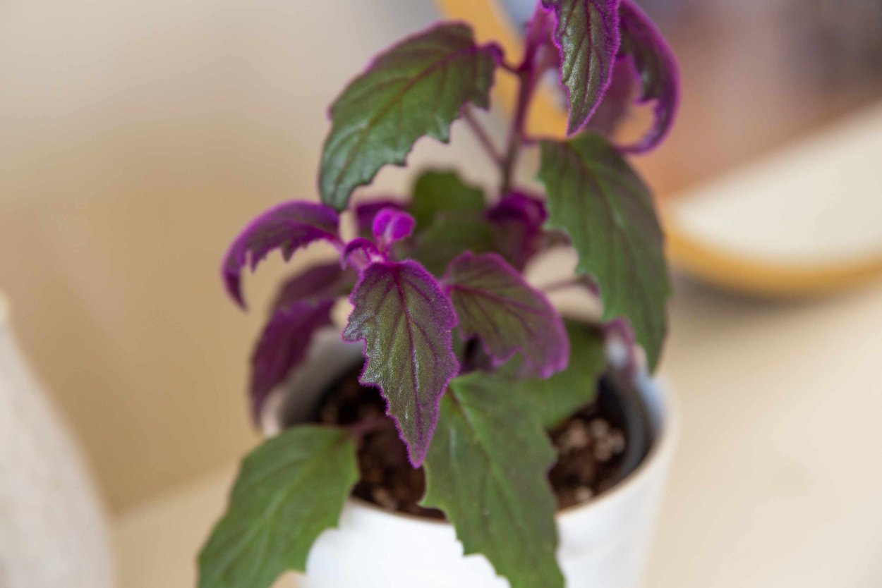 Гинура плетеносная