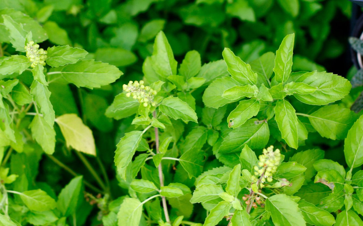 Джанур трава