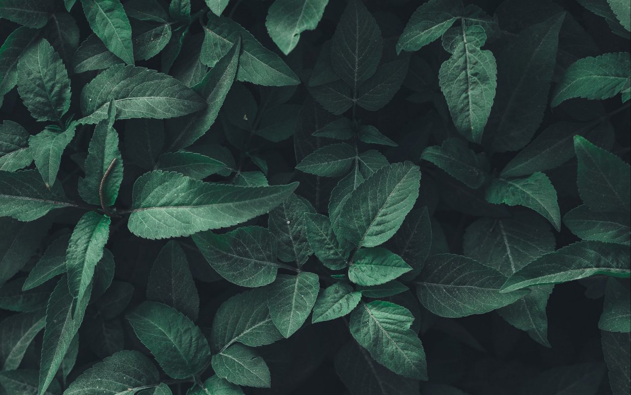 Гинура перпл Пэшион