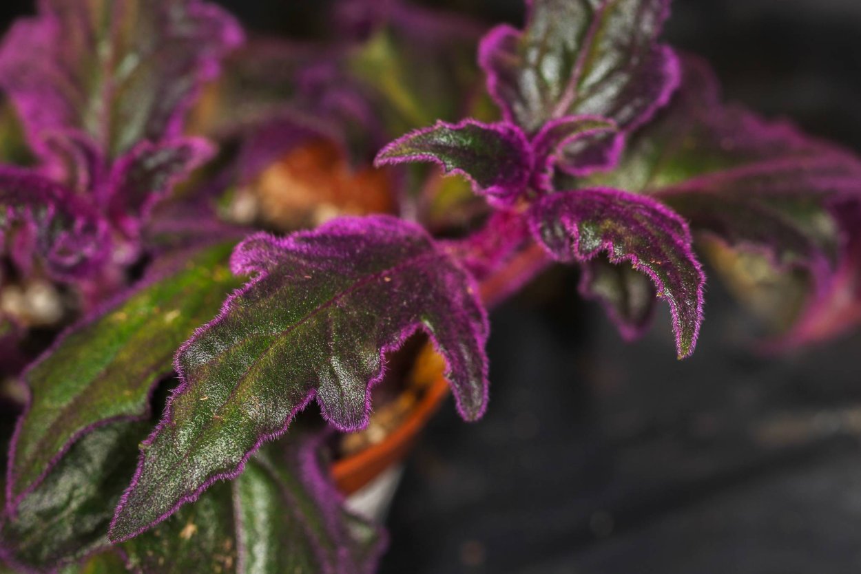 Тропические листья