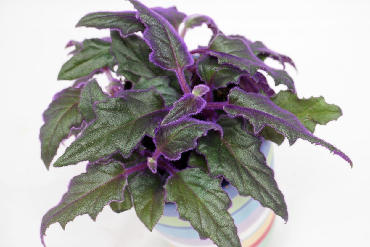 Гинура (Джинура) распростёртая