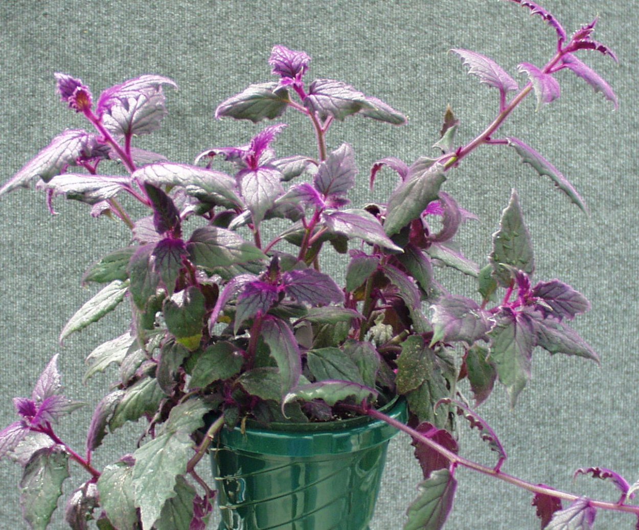 Гинура аурантика