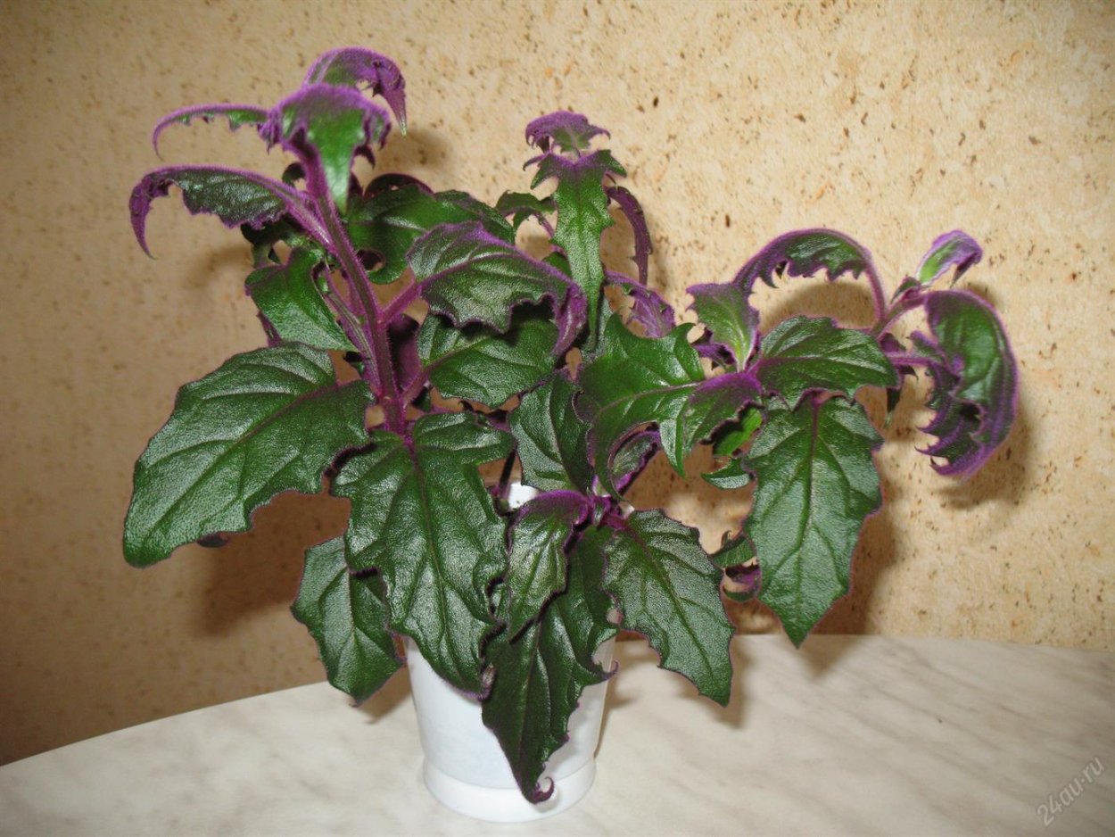 Гинура плетеносная