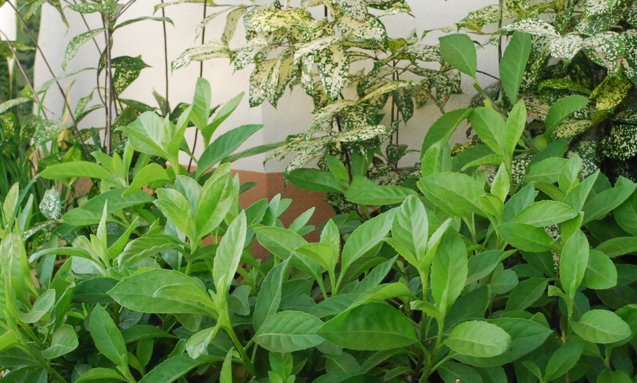 Тропические листья