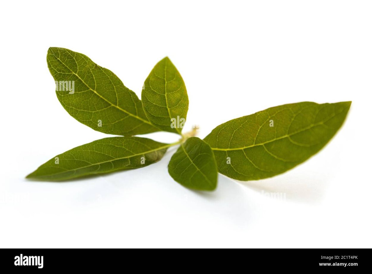 Джинура растение