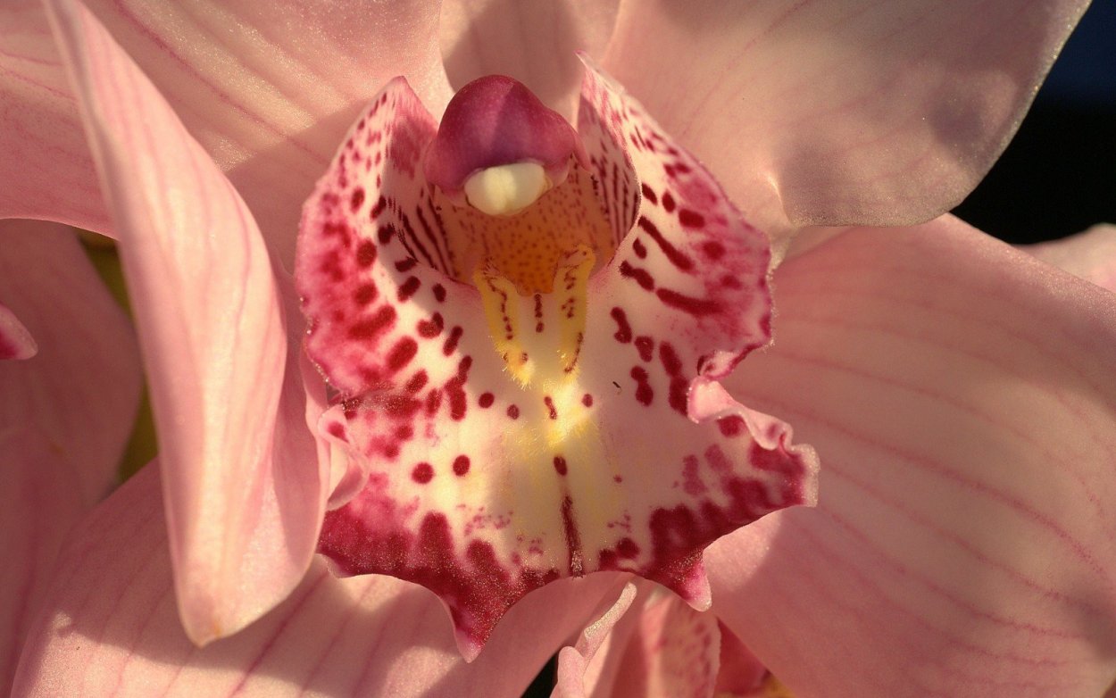 Хазард орхидея